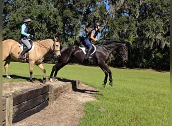 Oldenburgo, Caballo castrado, 5 años, 168 cm, Negro