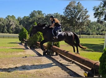 Oldenburgo, Caballo castrado, 5 años, 168 cm, Negro