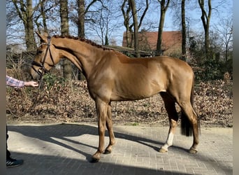 Oldenburgo, Caballo castrado, 5 años, 169 cm, Alazán