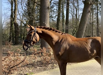 Oldenburgo, Caballo castrado, 5 años, 169 cm, Alazán