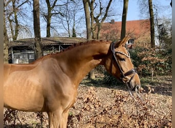 Oldenburgo, Caballo castrado, 5 años, 169 cm, Alazán