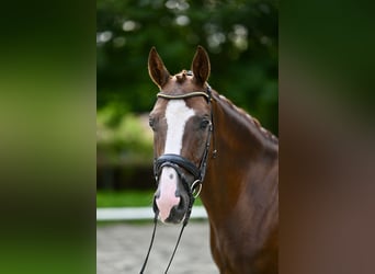 Oldenburgo, Caballo castrado, 5 años, 169 cm, Alazán