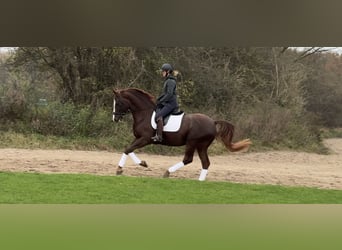 Oldenburgo, Caballo castrado, 5 años, 169 cm, Alazán