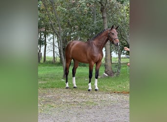 Oldenburgo, Caballo castrado, 5 años, 169 cm