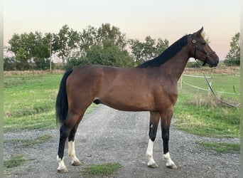 Oldenburgo, Caballo castrado, 5 años, 169 cm