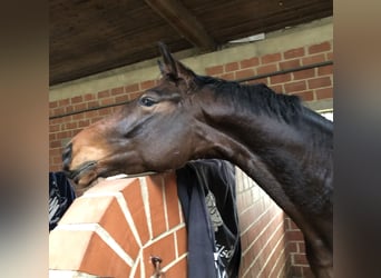 Oldenburgo, Caballo castrado, 5 años, 169 cm, Castaño