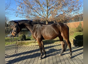 Oldenburgo, Caballo castrado, 5 años, 169 cm, Castaño