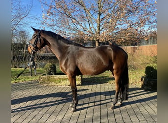 Oldenburgo, Caballo castrado, 5 años, 169 cm, Castaño