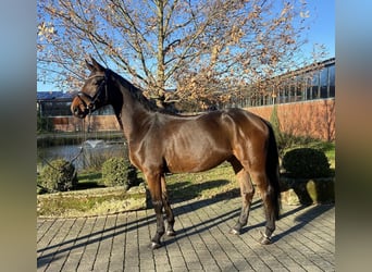 Oldenburgo, Caballo castrado, 5 años, 169 cm, Castaño