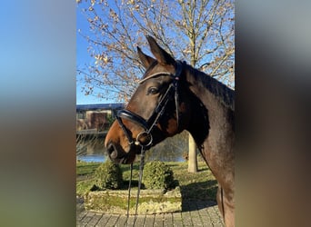 Oldenburgo, Caballo castrado, 5 años, 169 cm, Castaño