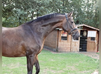 Oldenburgo, Caballo castrado, 5 años, 169 cm, Castaño