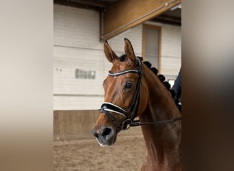 Oldenburgo, Caballo castrado, 5 años, 169 cm, Castaño