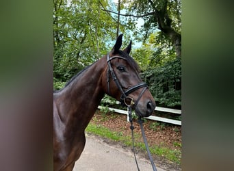 Oldenburgo, Caballo castrado, 5 años, 169 cm, Castaño oscuro