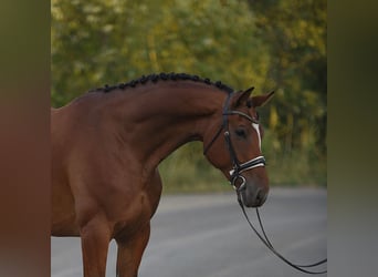 Oldenburgo, Caballo castrado, 5 años, 169 cm, Castaño rojizo