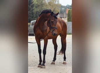Oldenburgo, Caballo castrado, 5 años, 169 cm, Castaño rojizo