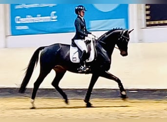 Oldenburgo, Caballo castrado, 5 años, 169 cm, Morcillo
