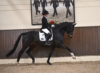 Oldenburgo, Caballo castrado, 5 años, 169 cm, Morcillo