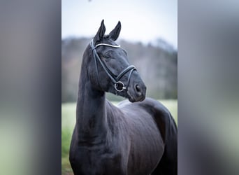 Oldenburgo, Caballo castrado, 5 años, 169 cm, Negro