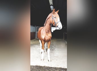 Oldenburgo, Caballo castrado, 5 años, 170 cm, Alazán