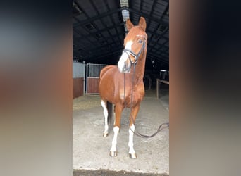 Oldenburgo, Caballo castrado, 5 años, 170 cm, Alazán
