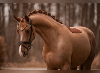 Oldenburgo, Caballo castrado, 5 años, 170 cm, Alazán