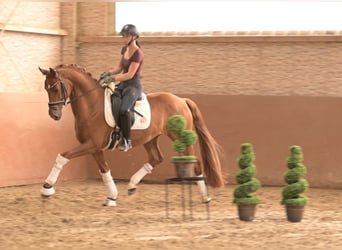 Oldenburgo, Caballo castrado, 5 años, 170 cm, Alazán