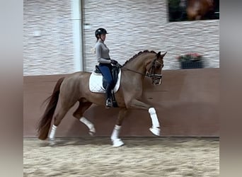 Oldenburgo, Caballo castrado, 5 años, 170 cm, Alazán