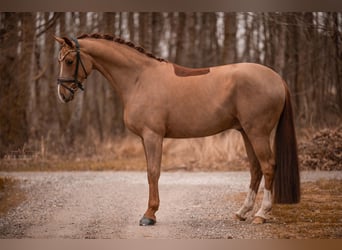 Oldenburgo, Caballo castrado, 5 años, 170 cm, Alazán