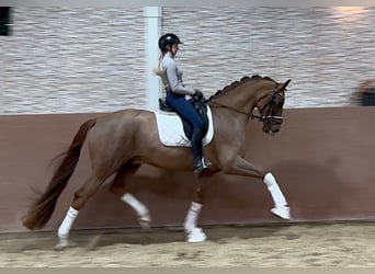 Oldenburgo, Caballo castrado, 5 años, 170 cm, Alazán