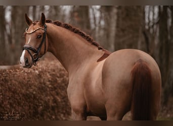 Oldenburgo, Caballo castrado, 5 años, 170 cm, Alazán