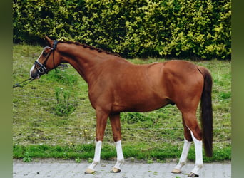 Oldenburgo, Caballo castrado, 5 años, 170 cm, Alazán