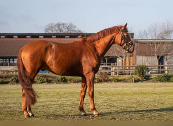 Oldenburgo, Caballo castrado, 5 años, 170 cm, Alazán