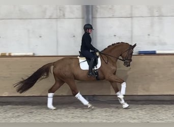 Oldenburgo, Caballo castrado, 5 años, 170 cm, Alazán