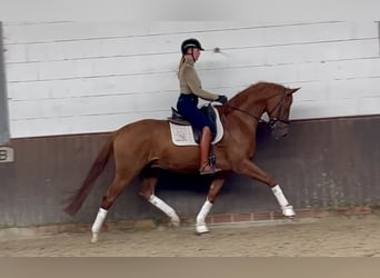 Oldenburgo, Caballo castrado, 5 años, 170 cm, Alazán