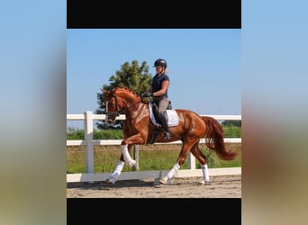 Oldenburgo, Caballo castrado, 5 años, 170 cm, Alazán