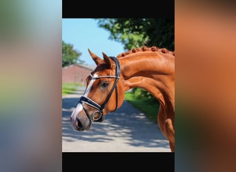 Oldenburgo, Caballo castrado, 5 años, 170 cm, Alazán