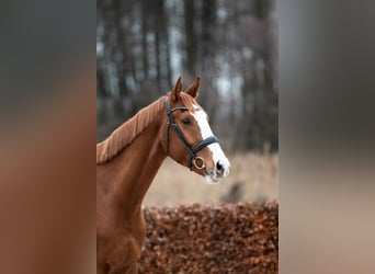 Oldenburgo, Caballo castrado, 5 años, 170 cm, Alazán