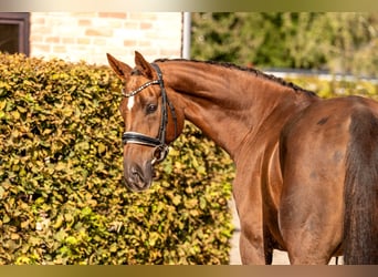 Oldenburgo, Caballo castrado, 5 años, 170 cm, Alazán-tostado