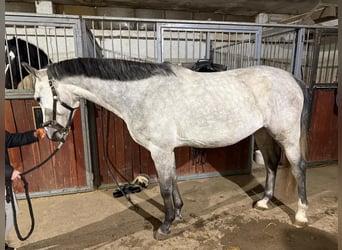 Oldenburgo, Caballo castrado, 5 años, 170 cm