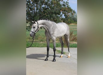 Oldenburgo, Caballo castrado, 5 años, 170 cm