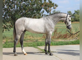 Oldenburgo, Caballo castrado, 5 años, 170 cm