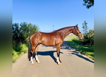 Oldenburgo, Caballo castrado, 5 años, 170 cm, Castaño