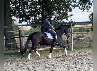 Oldenburgo, Caballo castrado, 5 años, 170 cm, Castaño