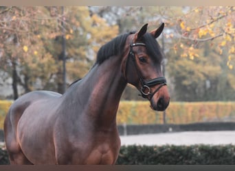 Oldenburgo, Caballo castrado, 5 años, 170 cm, Castaño