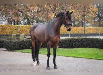 Oldenburgo, Caballo castrado, 5 años, 170 cm, Castaño