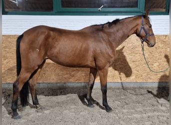 Oldenburgo, Caballo castrado, 5 años, 170 cm, Castaño