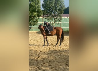 Oldenburgo, Caballo castrado, 5 años, 170 cm, Castaño