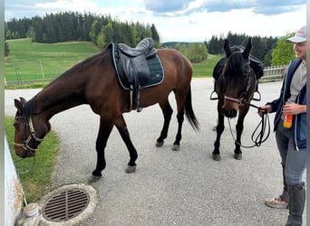 Oldenburgo, Caballo castrado, 5 años, 170 cm, Castaño