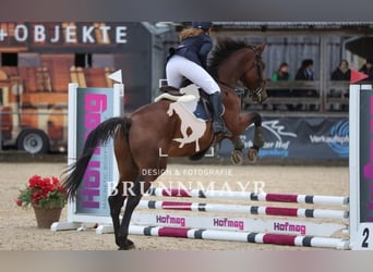 Oldenburgo, Caballo castrado, 5 años, 170 cm, Castaño