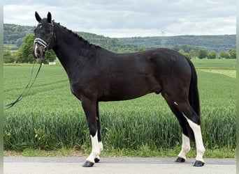 Oldenburgo, Caballo castrado, 5 años, 170 cm, Castaño oscuro
